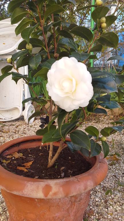 Villa Maria Bed & Breakfast, Corridonia, Marche Bagian luar foto